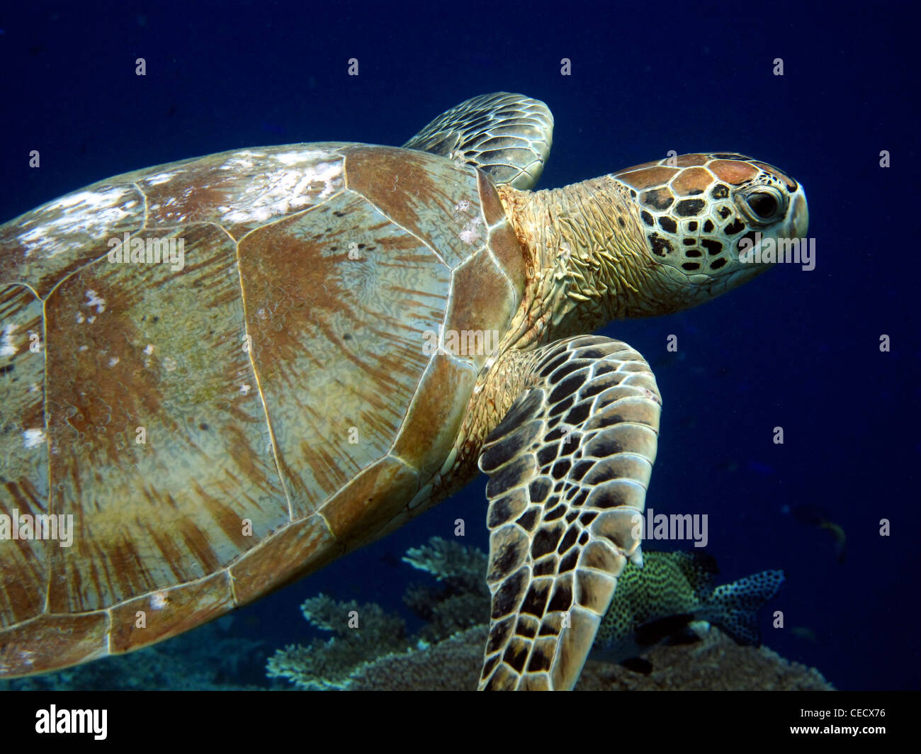 Blue turtle hi-res stock photography and images - Alamy