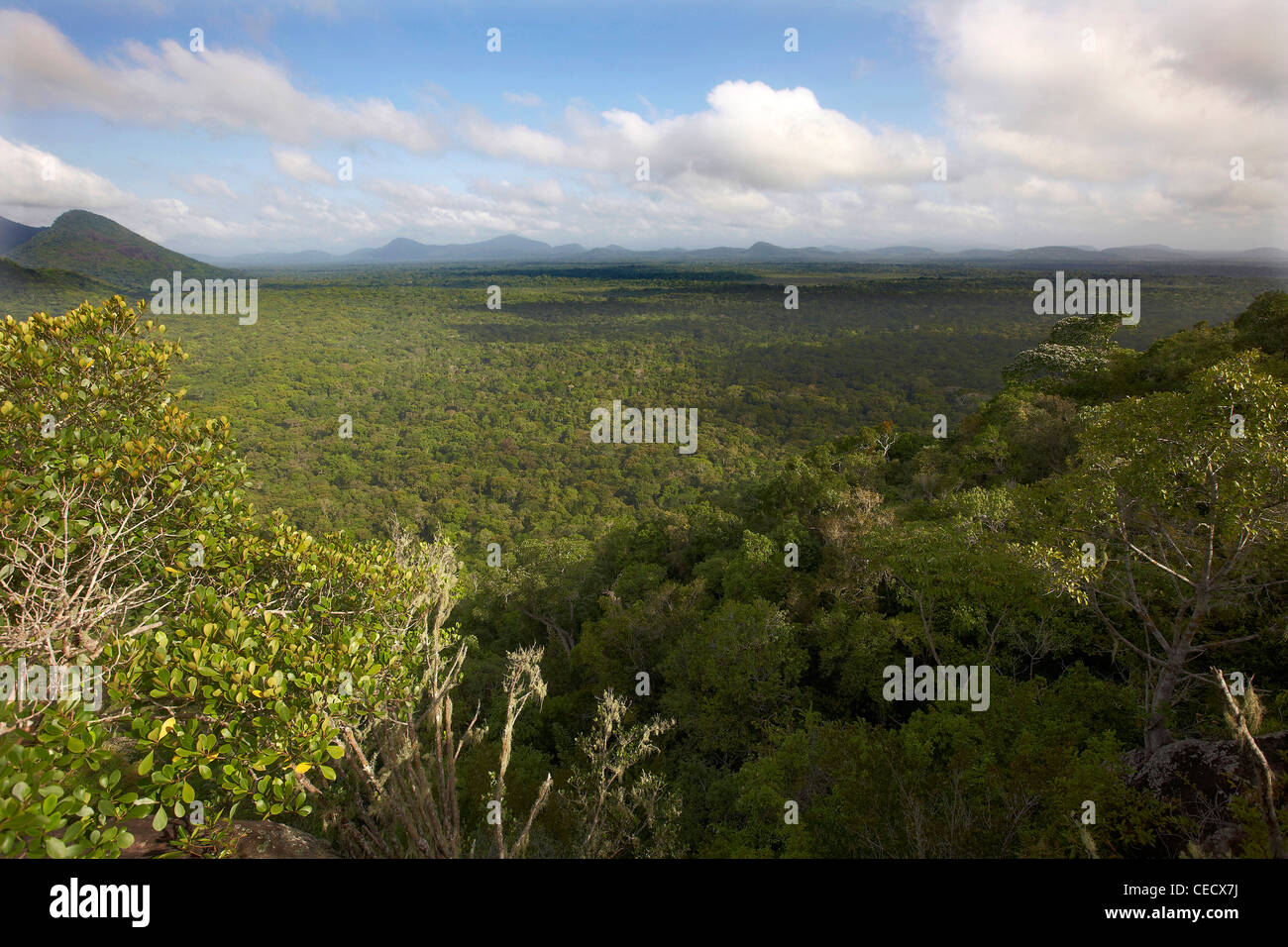 View of the primary tropical rainforest canopy, part of the Rewa ...