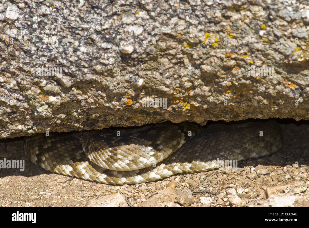 Northern Black-tailed Rattlesnake, (Crotalus molossus molussus), Sandia Mountains, Bernalillio county, New Mexico, USA. Stock Photo