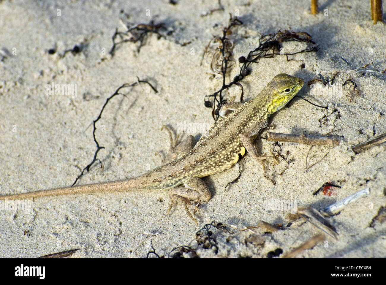 Northern Keeled Earless Lizard, (Holbrookia propinqua propinqua), Padre Island National Seashore, Nueces county, Texas, Texas. Stock Photo