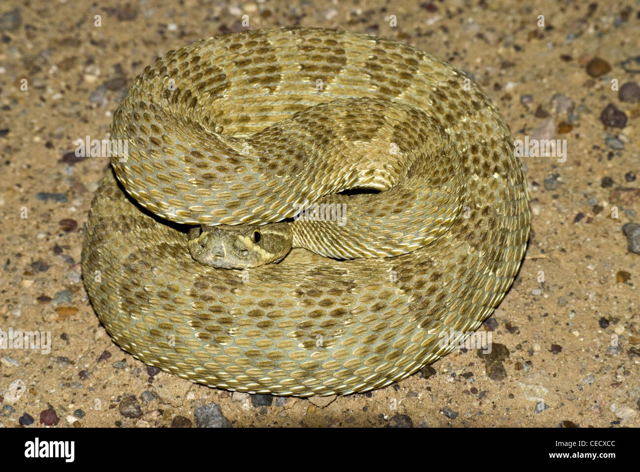 Prairie Rattlesnake, (Crotalus viridis), hiding head, Ojito Wilderness