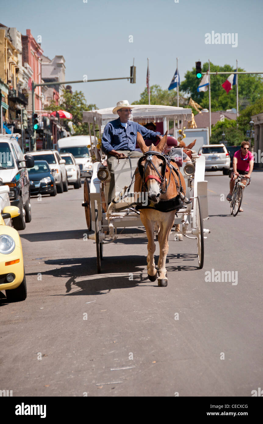 New orleans french quarter carriage hires stock photography and images