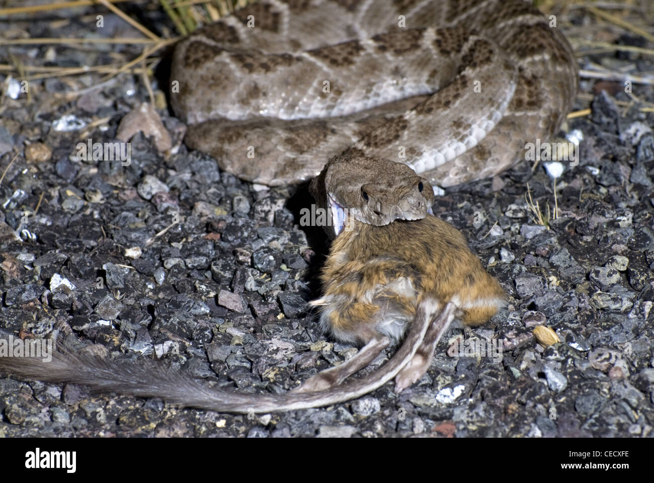 Western diamondback rattlesnake eating hires stock photography and images Alamy