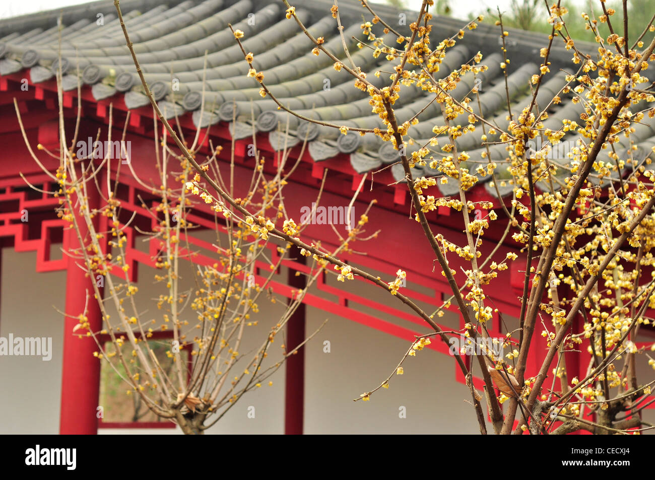 wintersweet,chinese traditional building,winter Stock Photo
