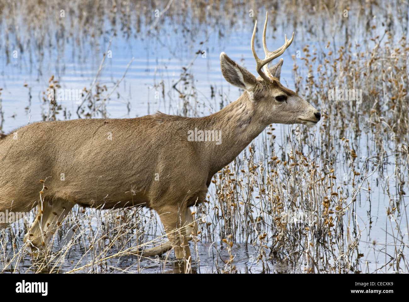 Mule deer, (Odocoileus hemionus), young buck in seasonal marsh, Bosque del Apache National Wildlife Refuge, New Mexico, USA. Stock Photo