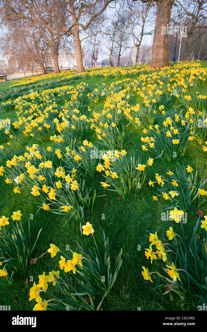 England, London, St James Park, Daffodils Stock Photo Alamy
