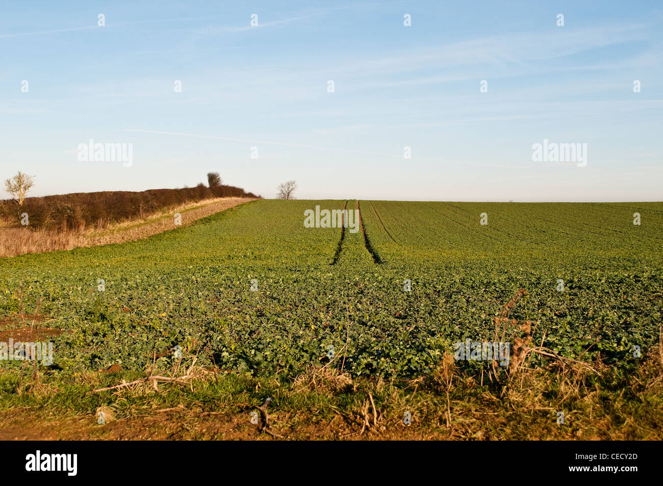 Agricultural field, Sedgeford, Norfolk, England, UK Stock Photo