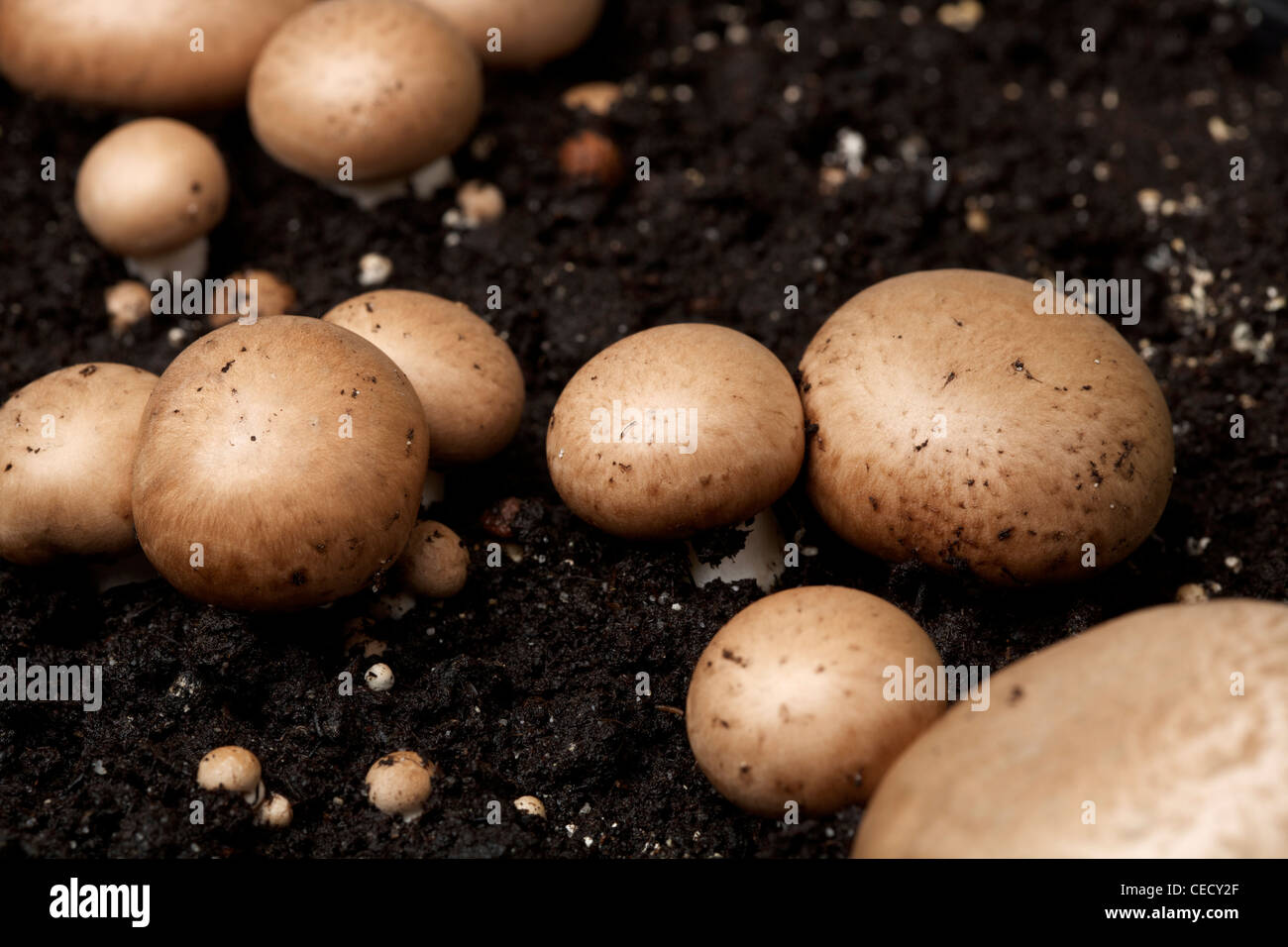 Chestnut Mushroom Growing on Compost Growth Medium Stock Photo
