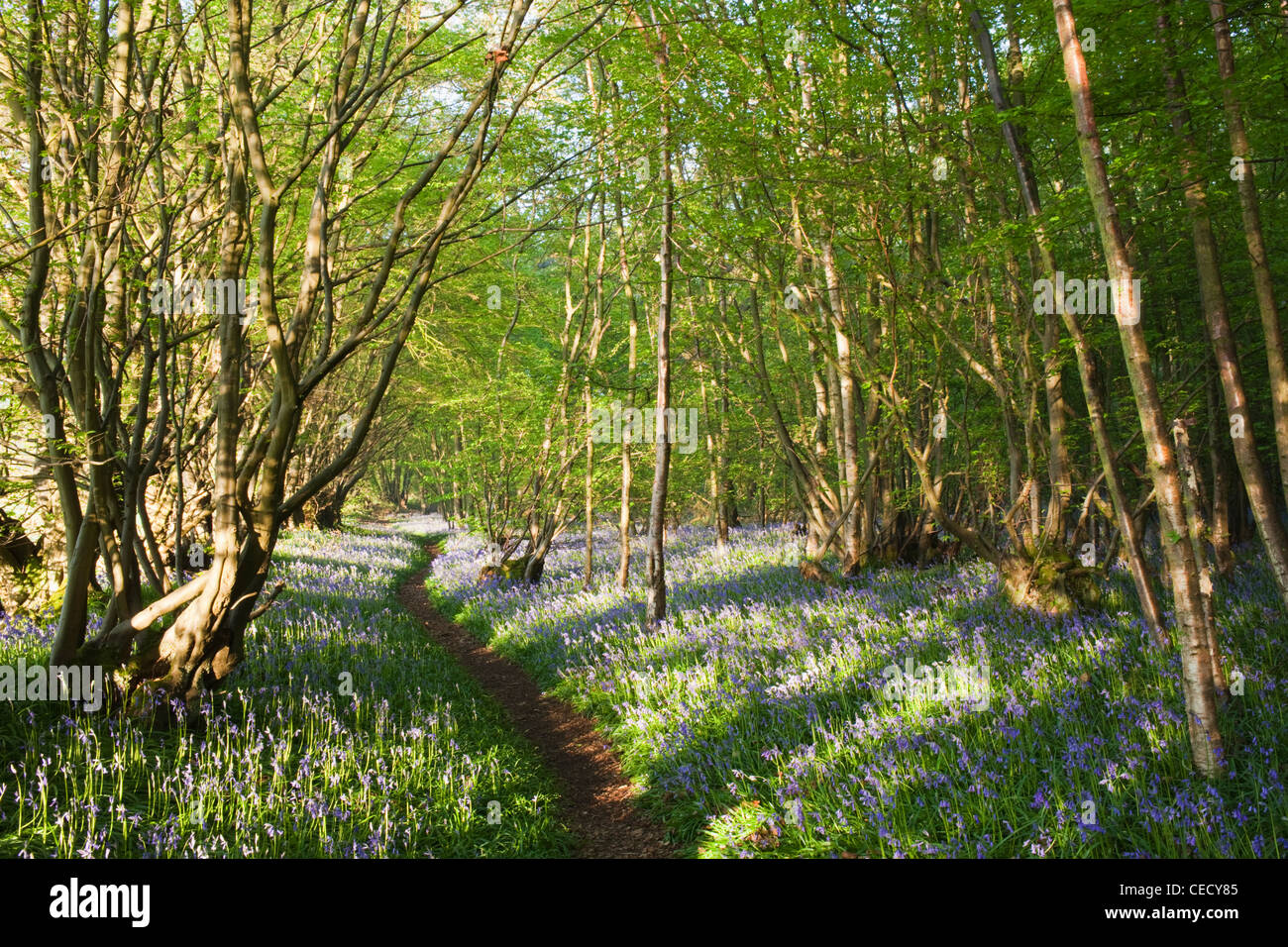 England, Kent, Footpath in Bluebell Woods Stock Photo