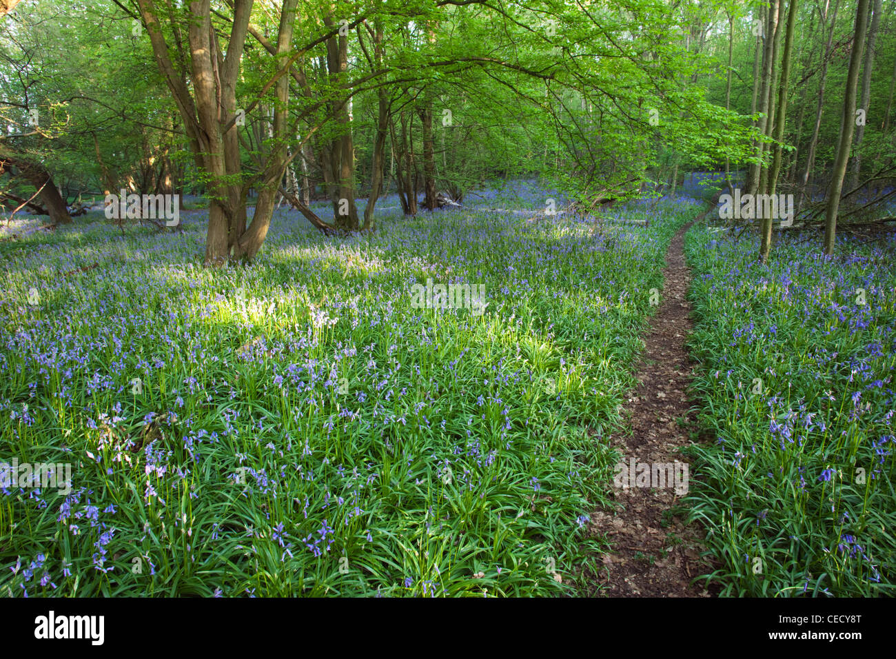 England, Kent, Footpath in Bluebell Woods Stock Photo - Alamy