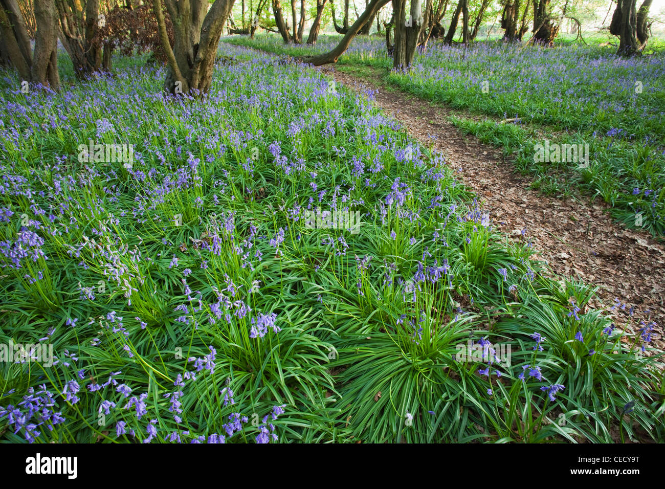 England, Kent, Footpath in Bluebell Woods Stock Photo - Alamy
