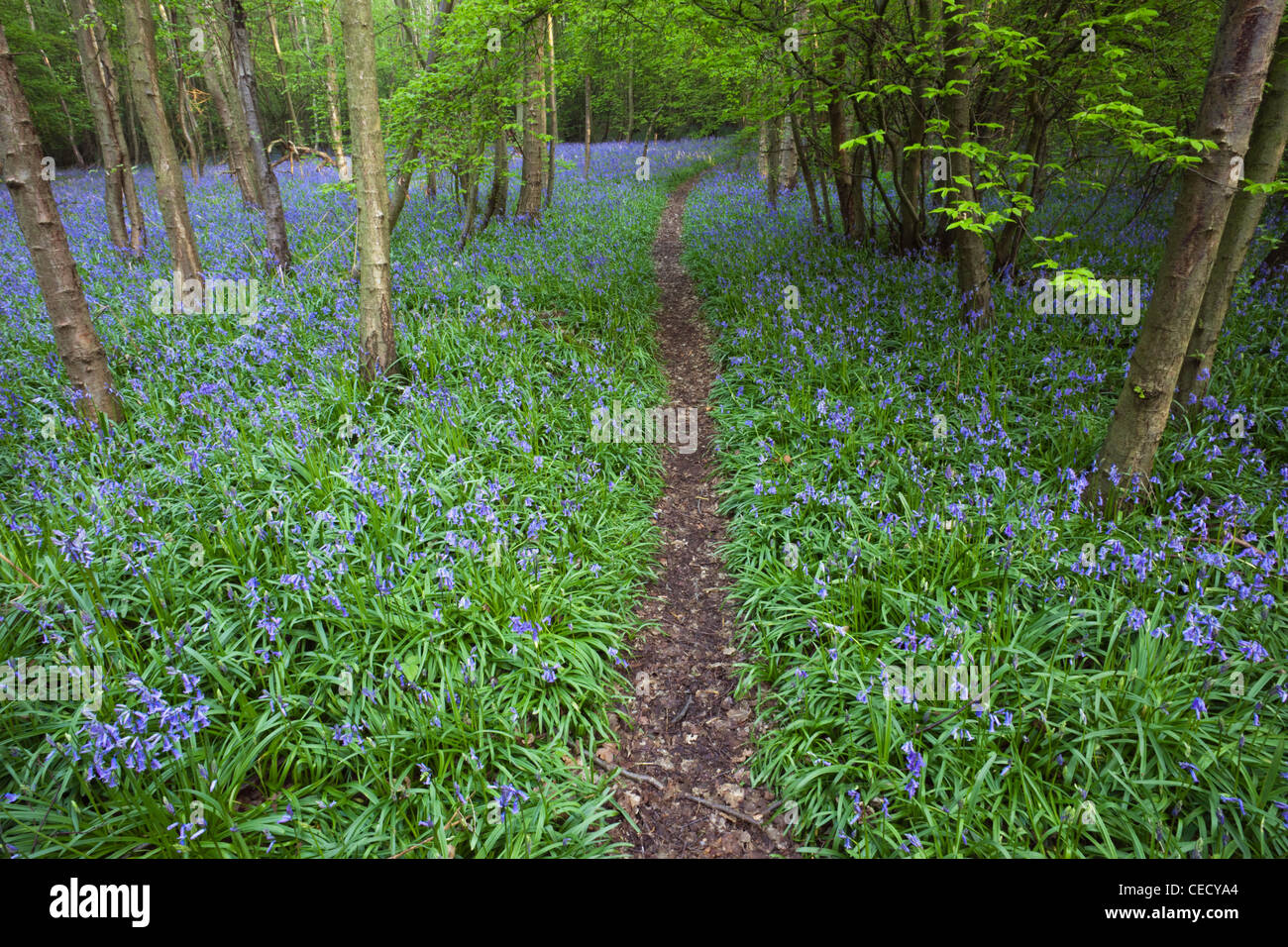 England, Kent, Footpath in Bluebell Woods Stock Photo - Alamy