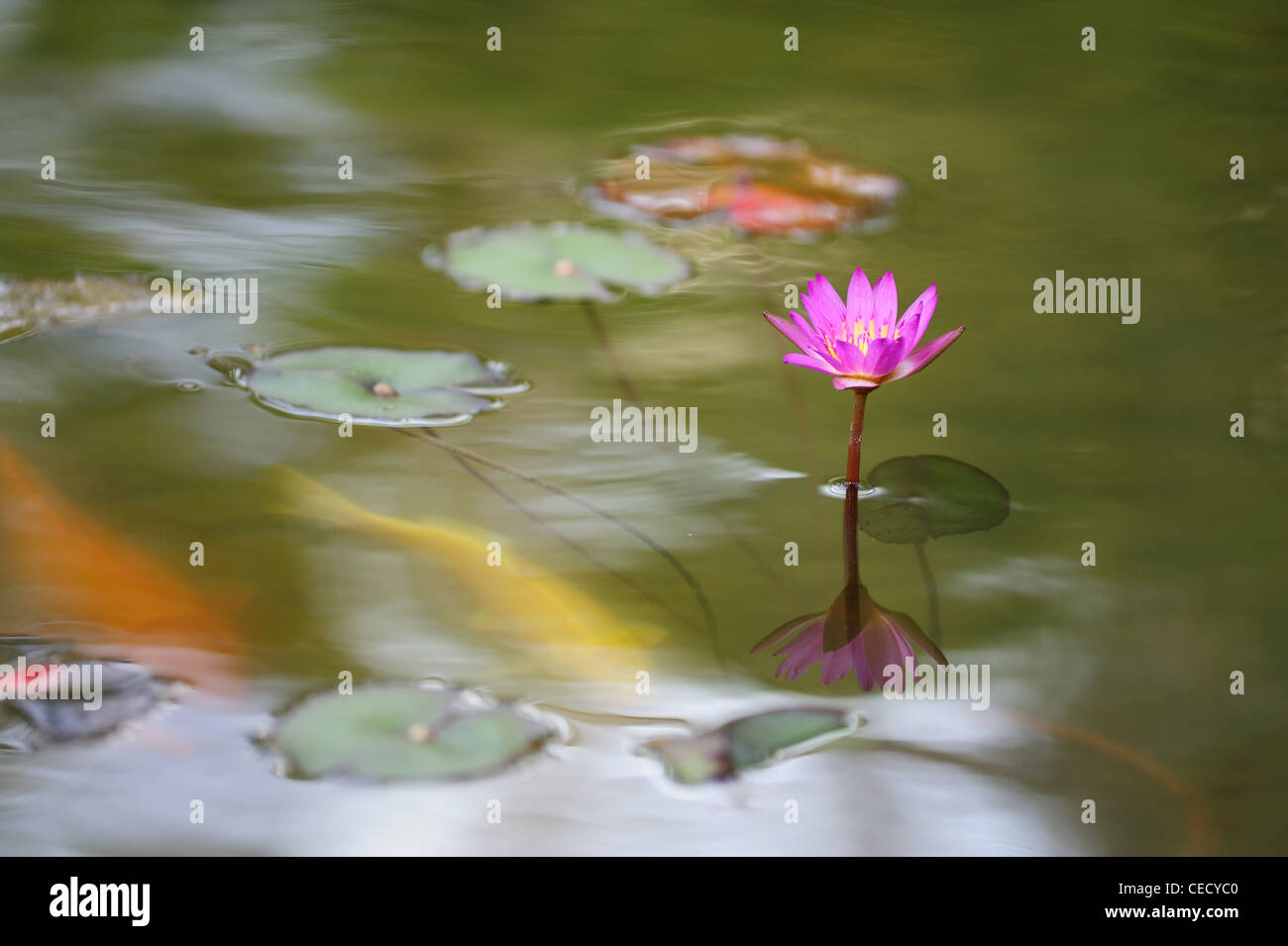 Single water lily flower blooming in the pond Stock Photo