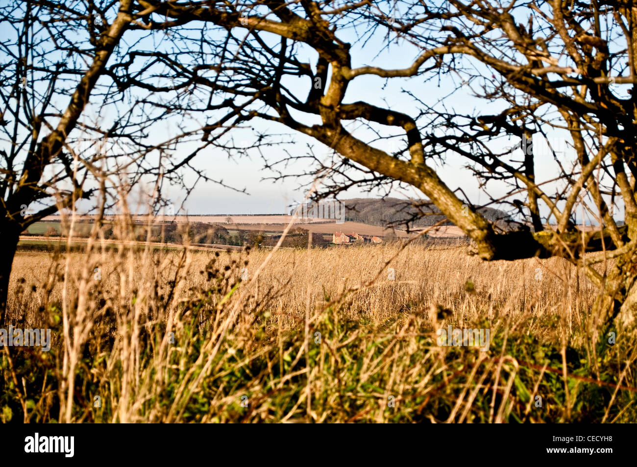 House seen through the gap in the hedgerow, Sedgeford, Norfolk, England, UK Stock Photo