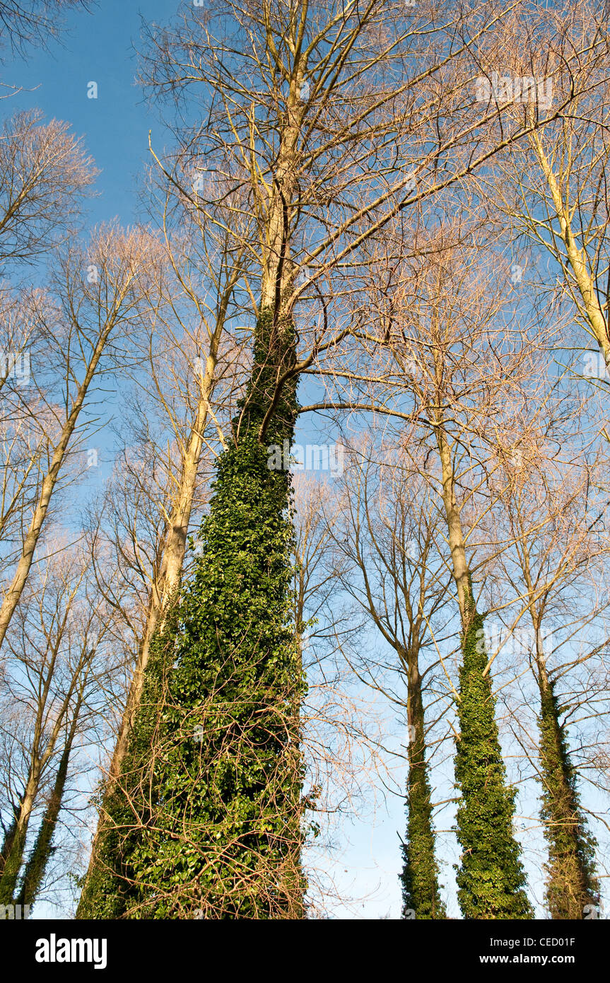 Poplar trees in winter, Sedgeford, Norfolk, England, UK Stock Photo