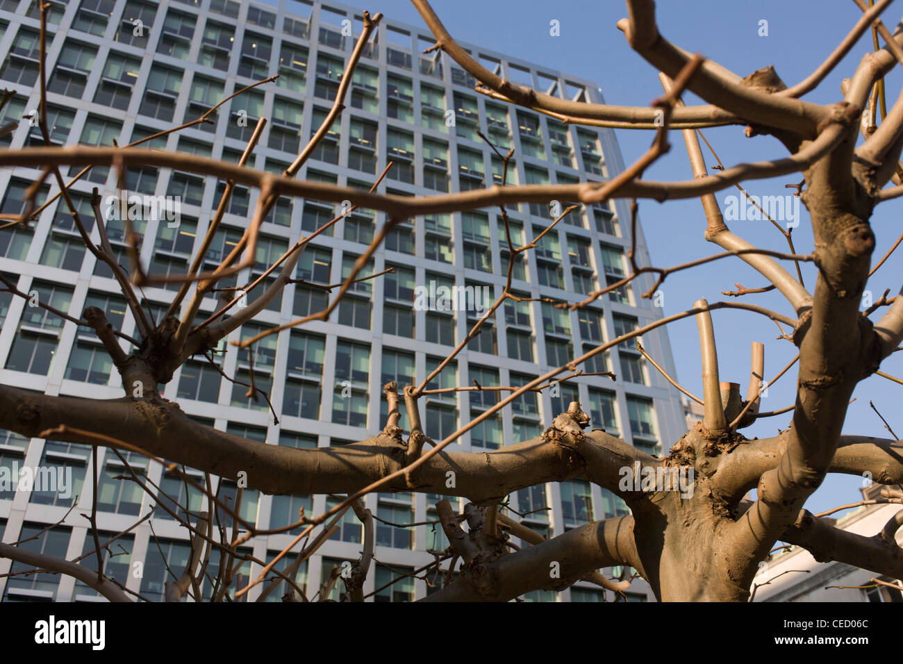 Urban tree growing beneath the modern architecture of a city ...