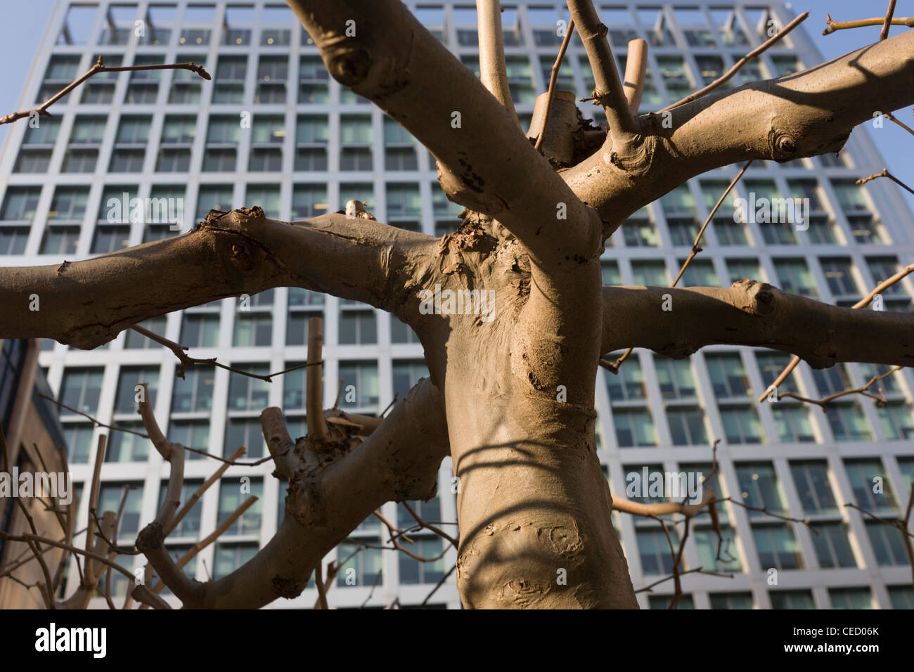 Urban tree growing beneath the modern architecture of a city ...
