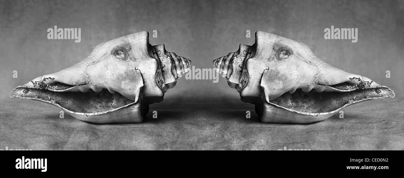 Mirror image of a conch shell with sea worn features shot in a studio in black and white with a textured background Stock Photo