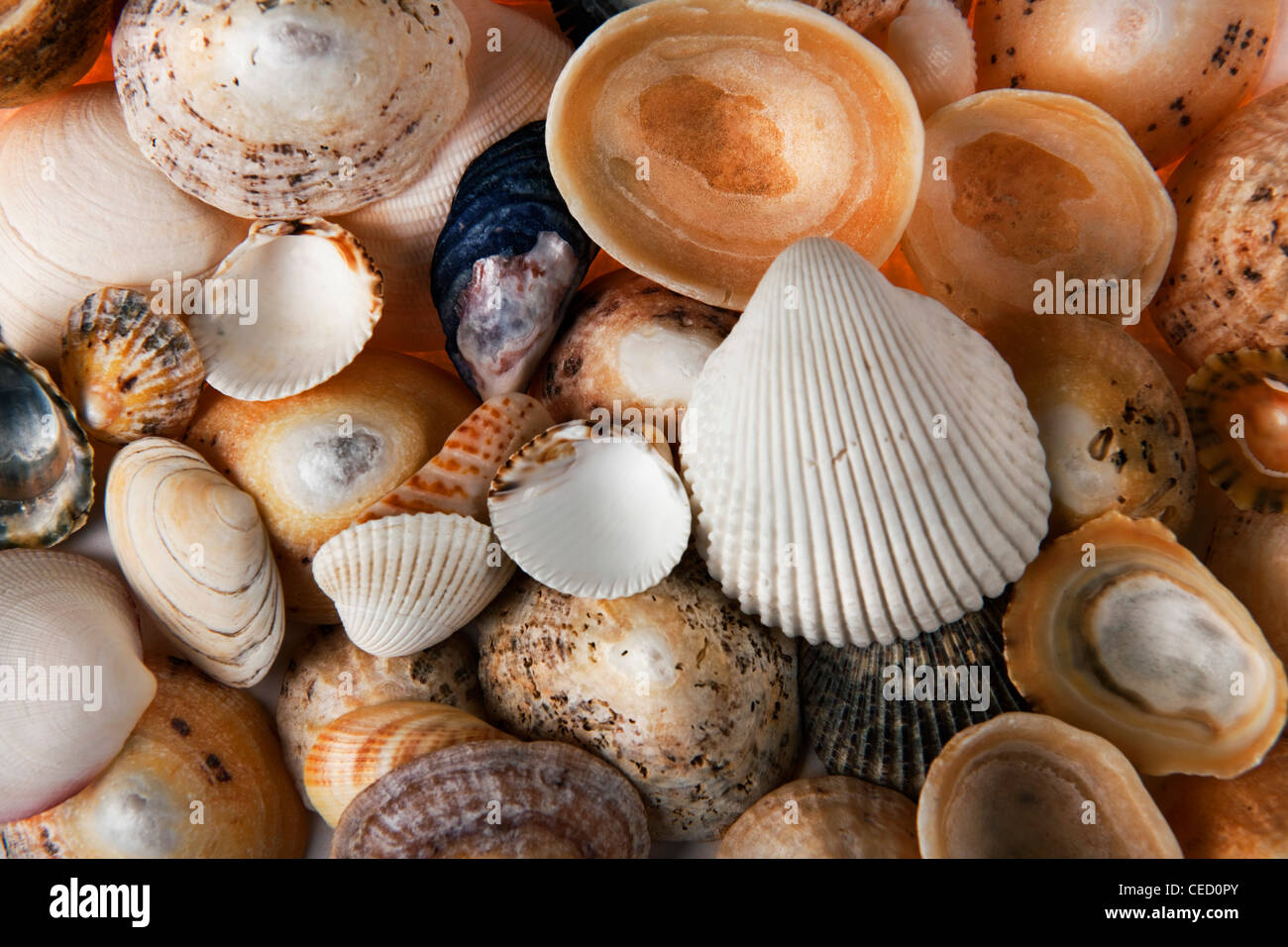 Seashells in a random pile shot in a studio Stock Photo