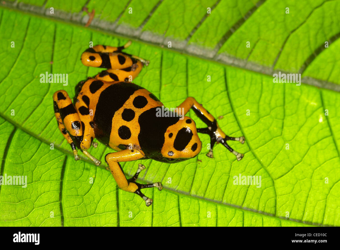 Yellow-banded Poison Dart Frog, Dendrobates leucomelas, in the tropical primary rainforest, Surama, Guyana, South America Stock Photo