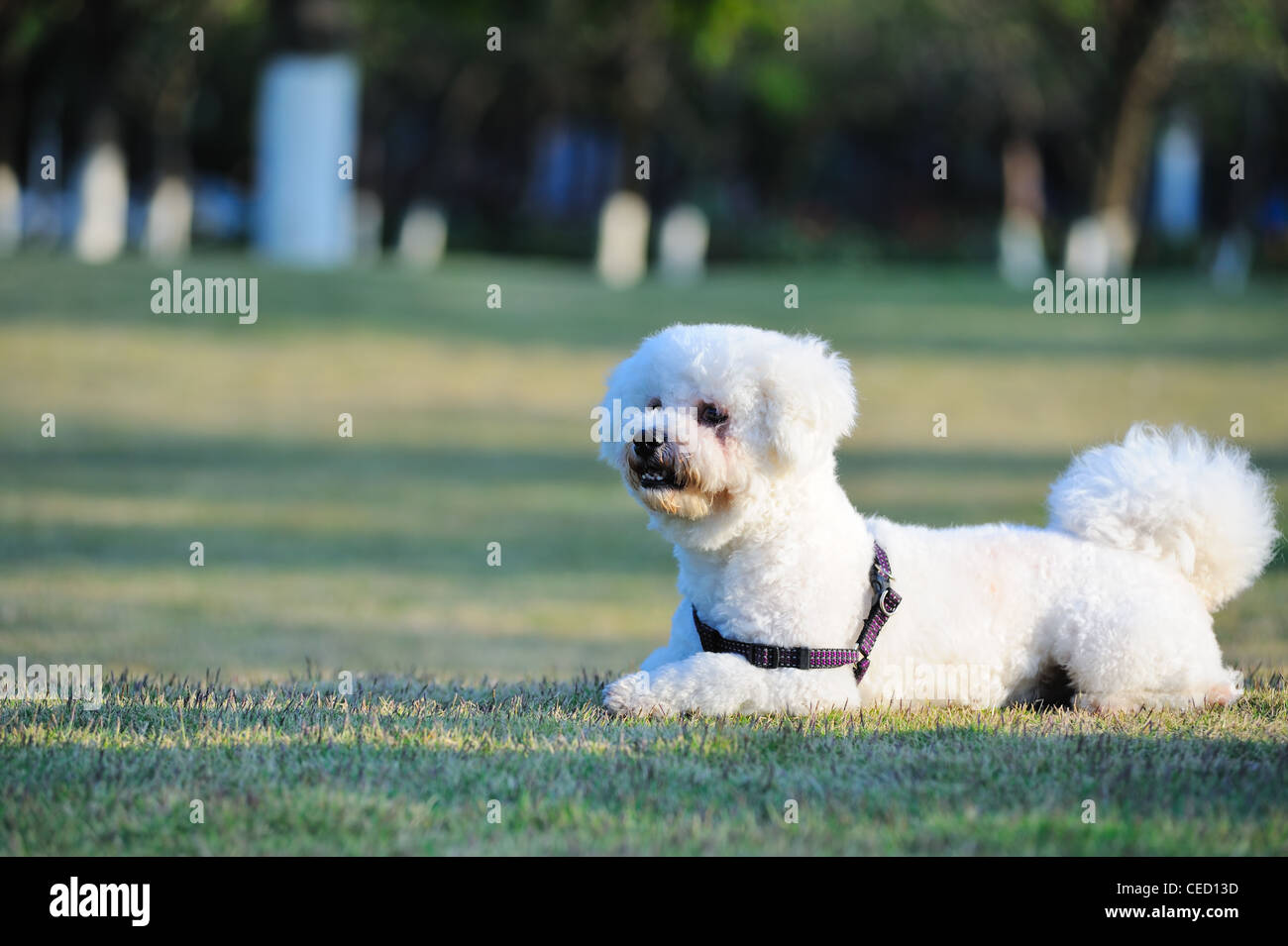 White poodle dog lying on the lawn Stock Photo - Alamy