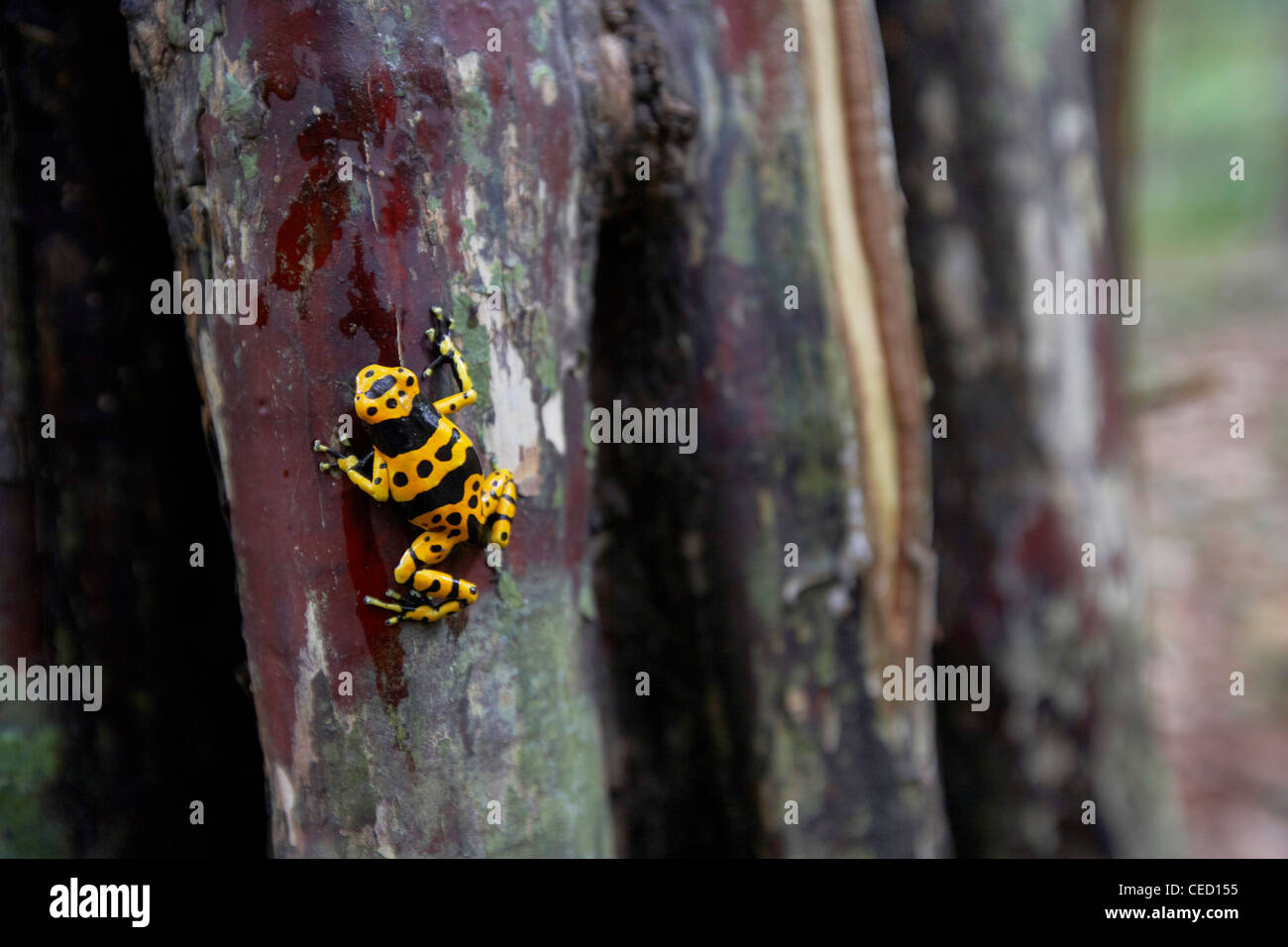 Yellow-banded Poison Dart Frog, Dendrobates leucomelas, in the tropical primary rainforest, Rewa, Guyana, South America Stock Photo