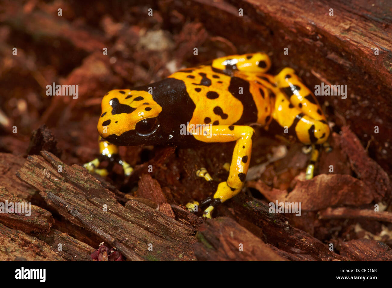 Yellow-banded Poison Dart Frog, Dendrobates leucomelas, on the tropical primary rainforest floor, Rewa, Guyana, South America Stock Photo