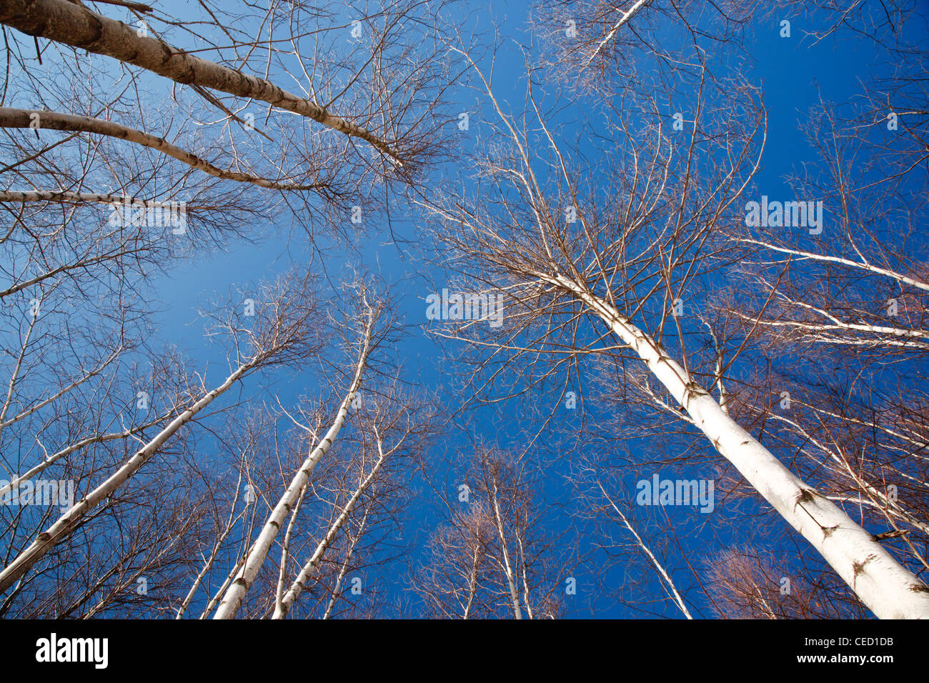 Canopy of birch forest in the White Mountain National Forest of New