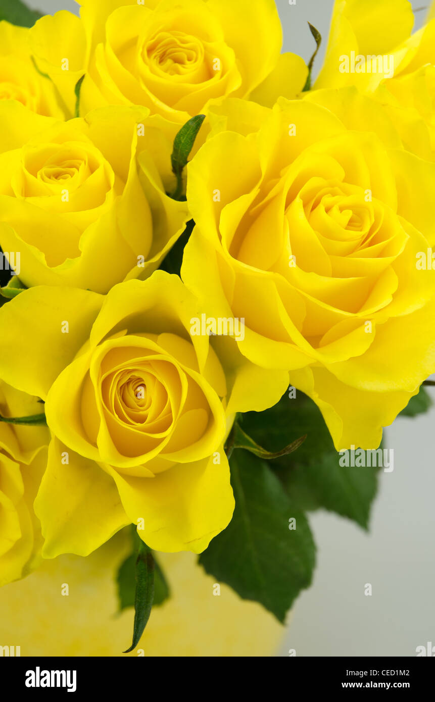 Yellow cut roses in a yellow vase Stock Photo Alamy