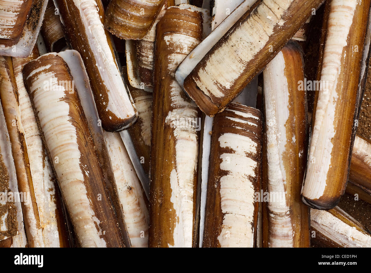 a pile of razor shells, found in abundance on the beaches of the Solway Firth Stock Photo