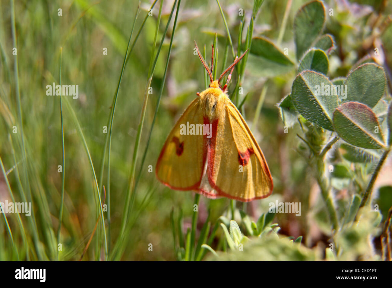 Clouded buff moth male in Bigaria Stock Photo