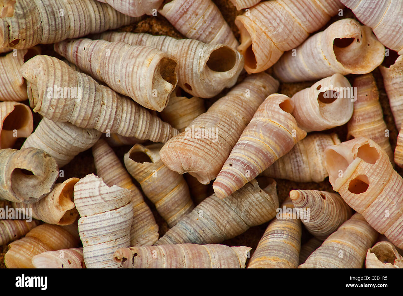 close up of a pile of tower shells on the beach Stock Photo