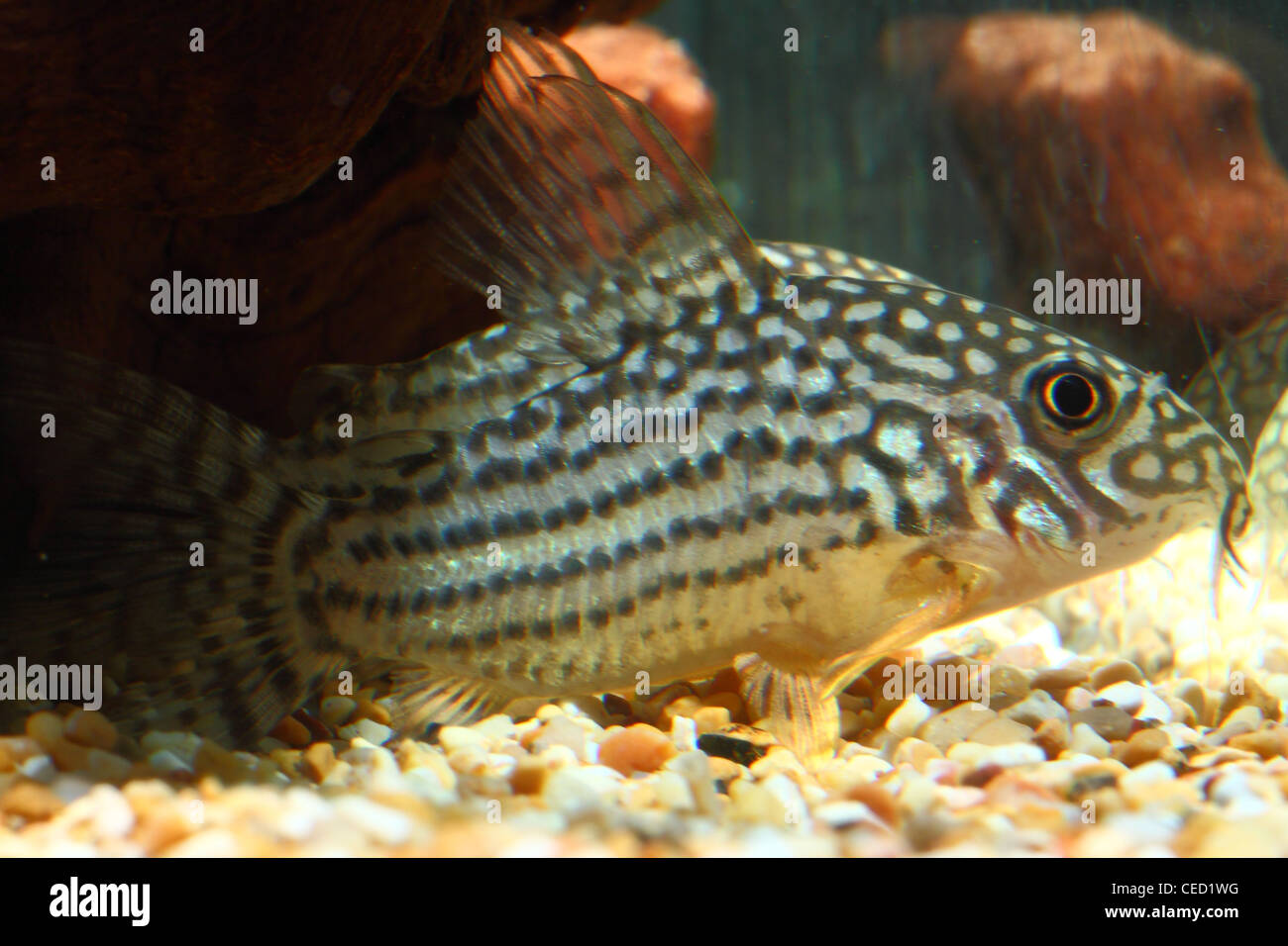 A dotted white and gray fish (genus corydoras) in a tank Stock Photo