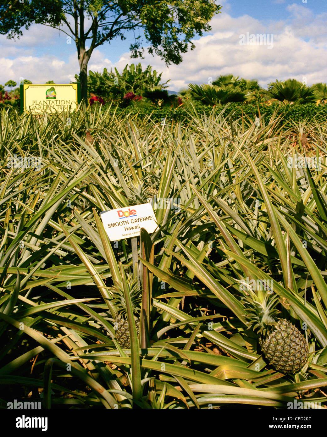 Field of Smooth Cayenne pineapple Dole Plantation Oahu Hawaii Stock Photo Alamy