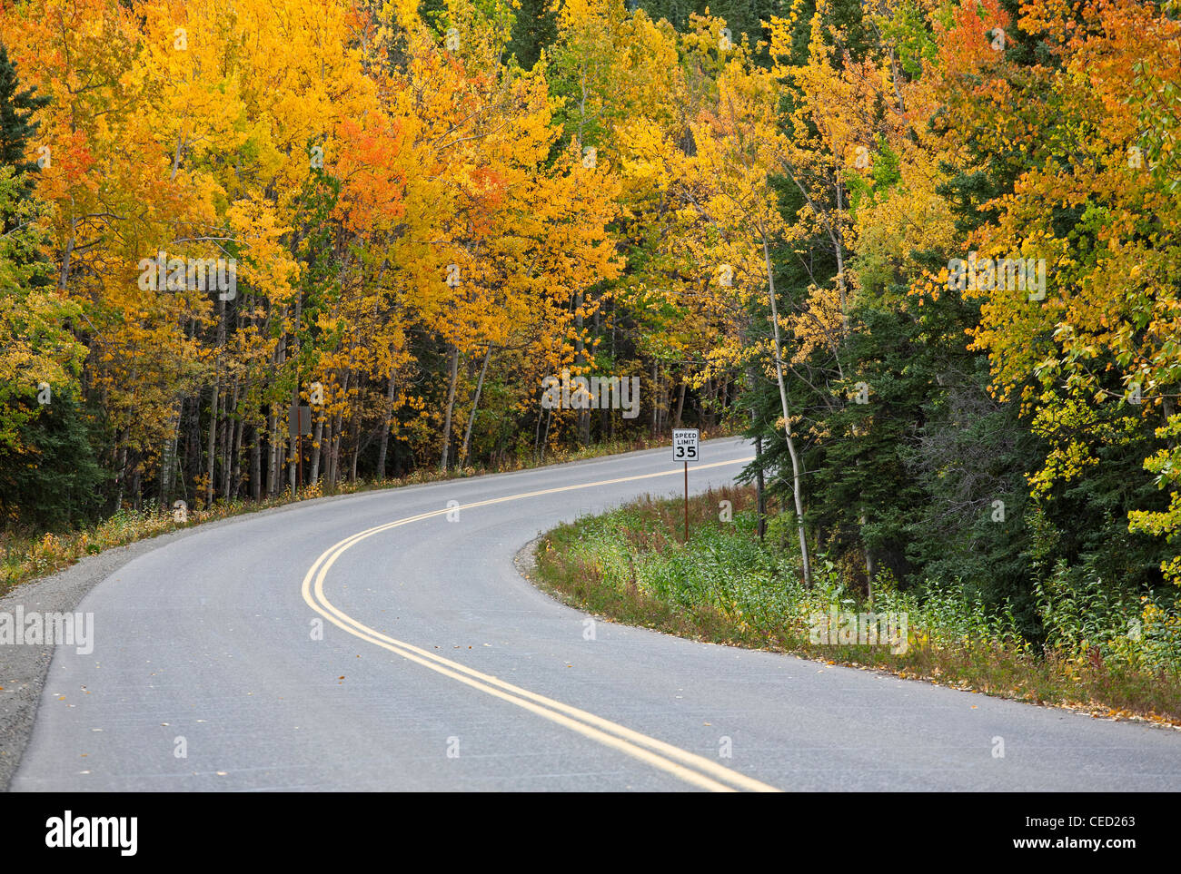 Park road in autumn colors. Denali National Park. Alaska. USA Stock Photo