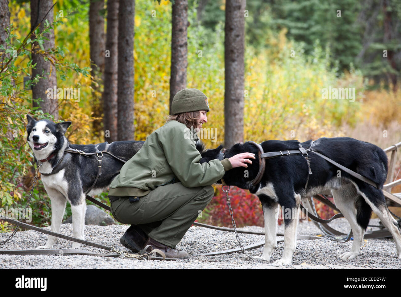 Park ranger training sleddogs. Sleddog kennels. Denali National Park. Alaska. USA Stock Photo