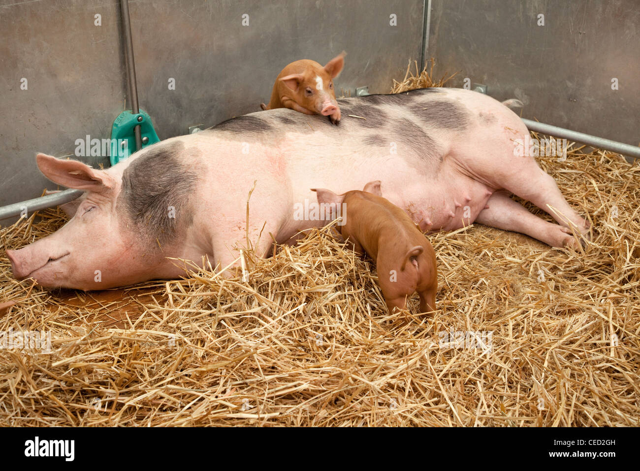 Sow with piglets - Weibliches Hausschwein mit Ferkeln im Stall Stock Photo