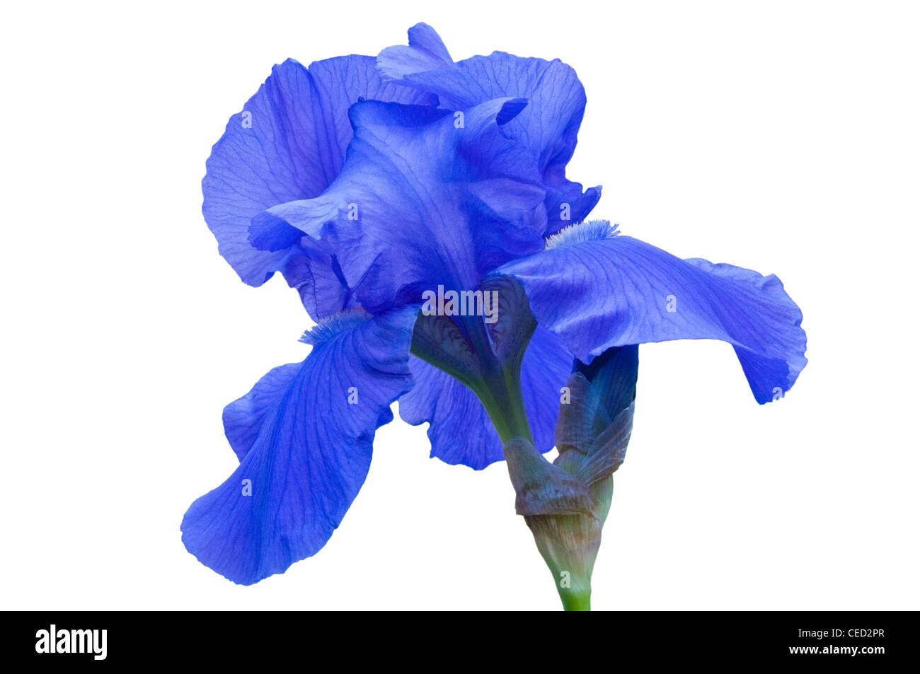 Bearded Iris grows from a rhizome and is adapted to all climate zones. Blooms in spring. Northern California. Stock Photo