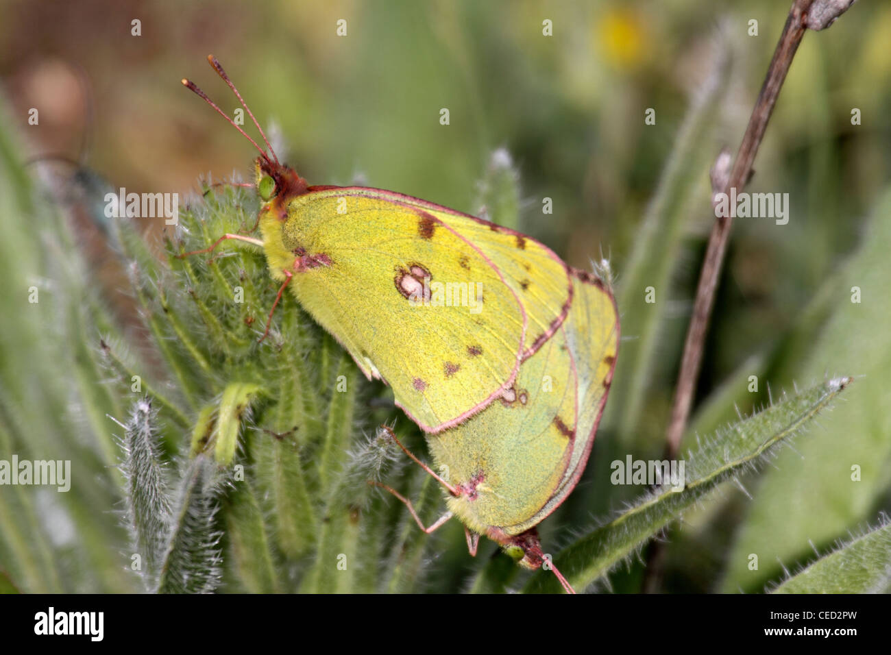 Pale clouded yellows in Bulgaria Stock Photo