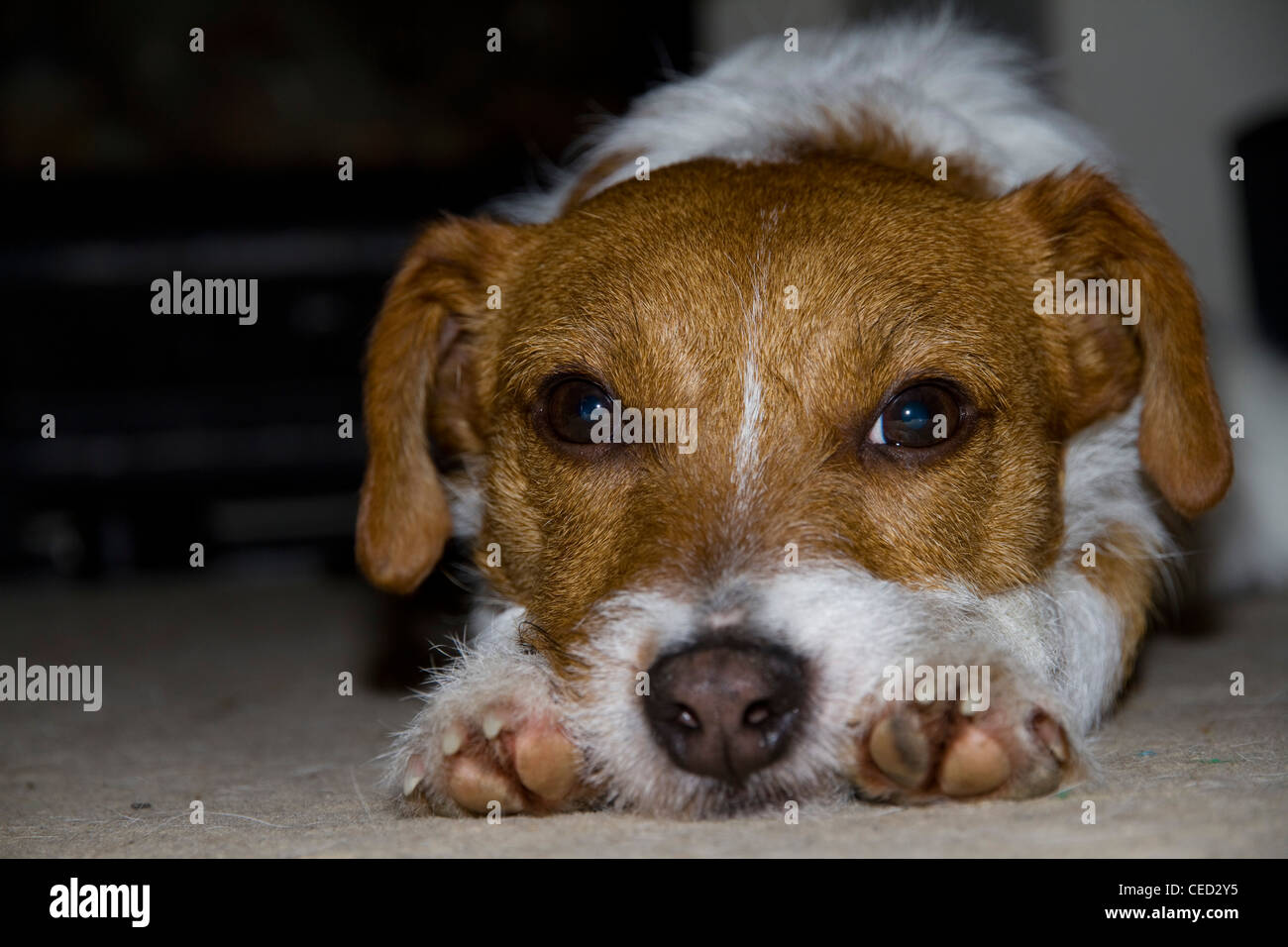 A dejected looking cute brown and white dog lies with its head between