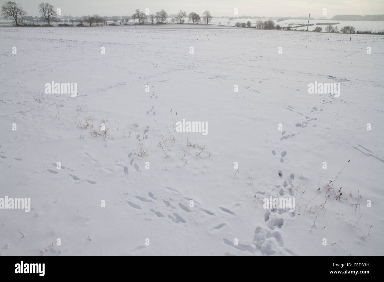 Hare tracks hires stock photography and images Alamy