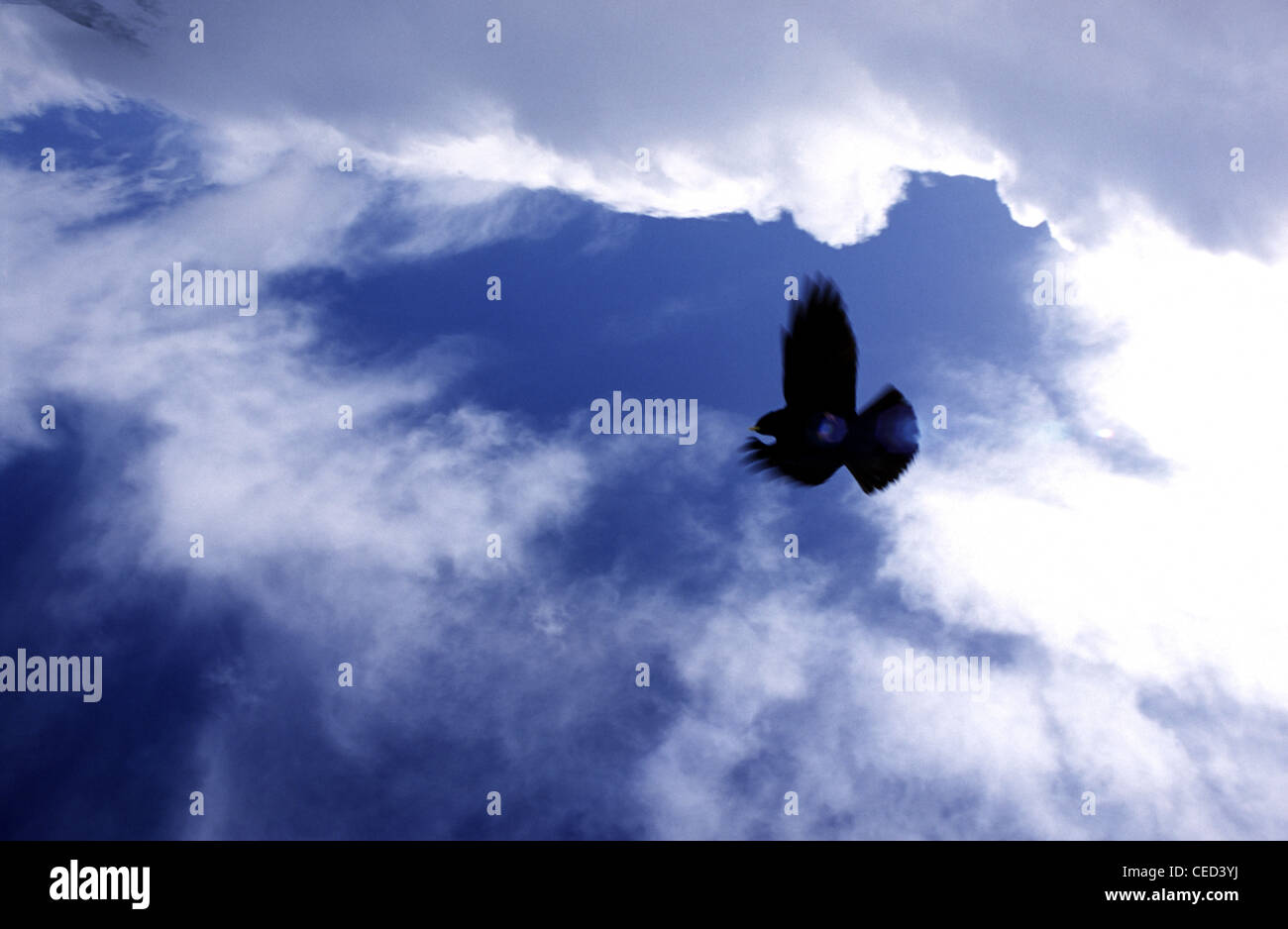 Pigeon flying in the sky Stock Photo