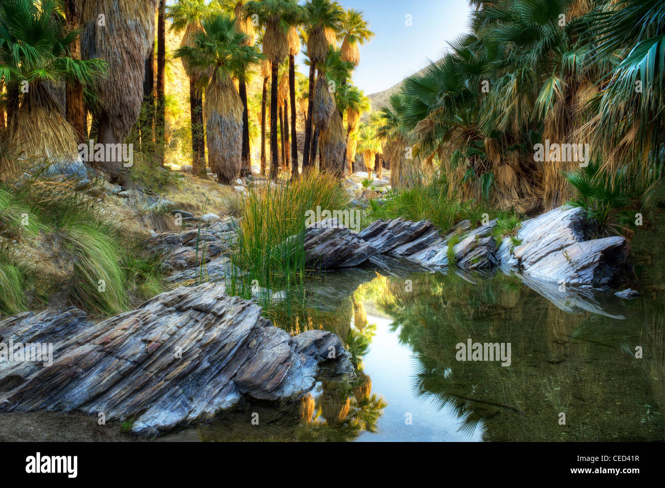 Reflection in West Fork Palm Canyon Creek. Palm Canyon. Indian Canyons