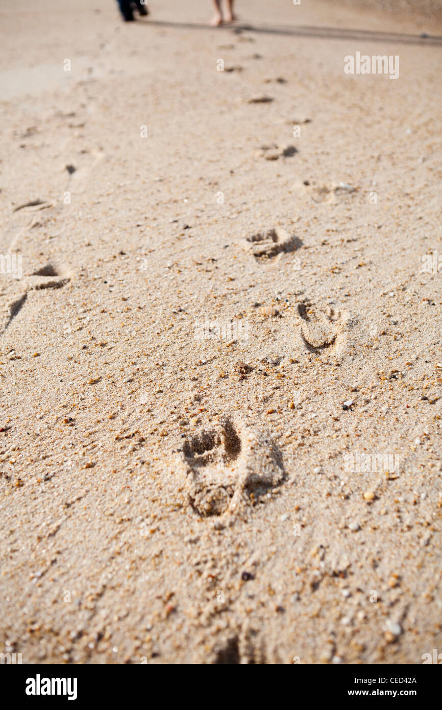 Close-up of footprints on sand, two people walking next to each other ...