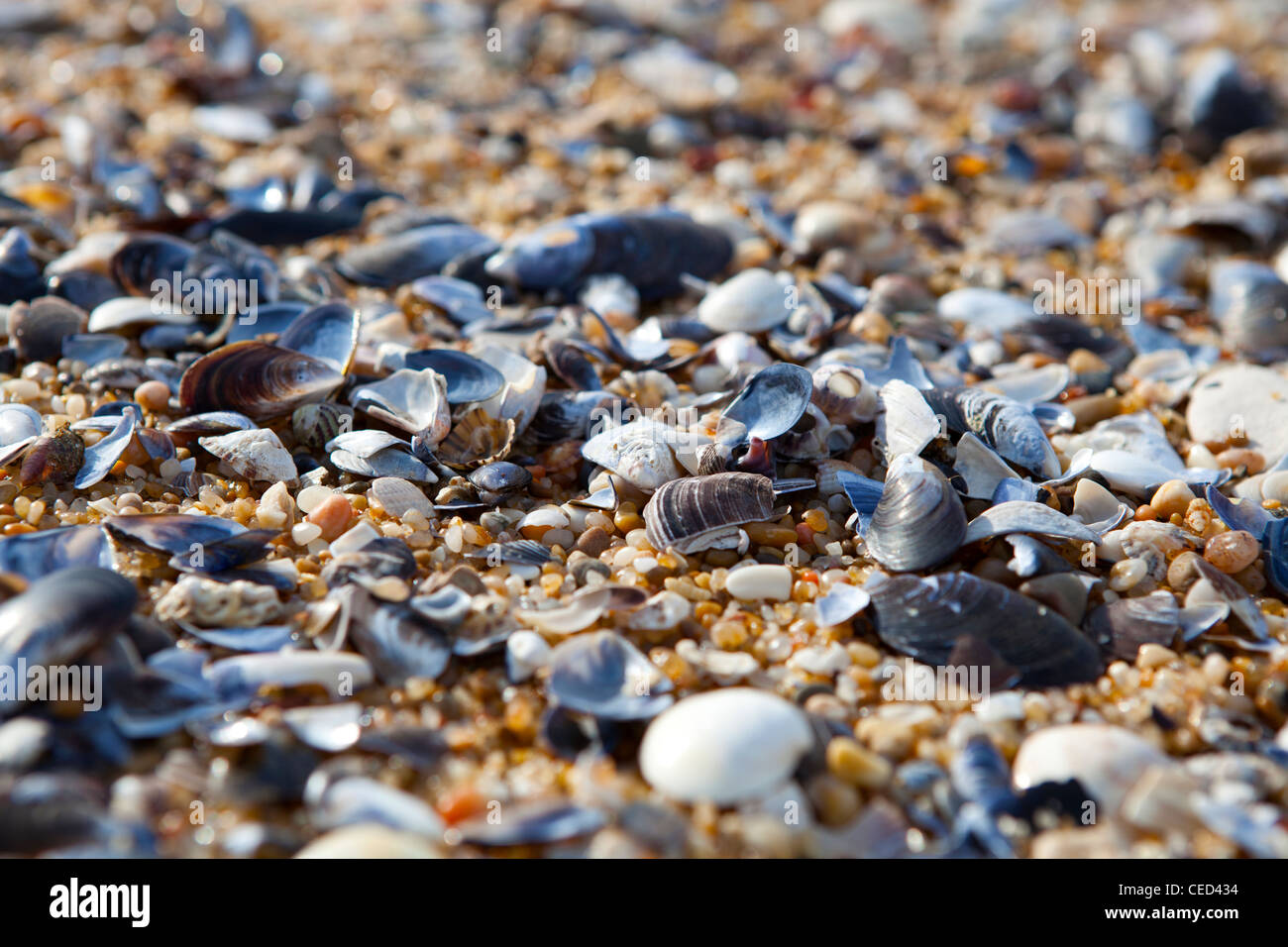 Close-up background of seashells on the sand on the beach Stock Photo ...