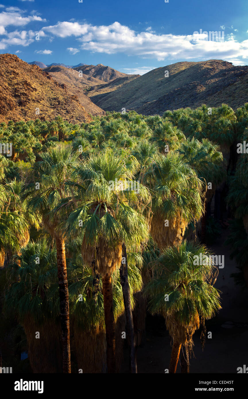 Overview of Palm Canyon. Indian Canyons. Palm Springs, California. Stock Photo