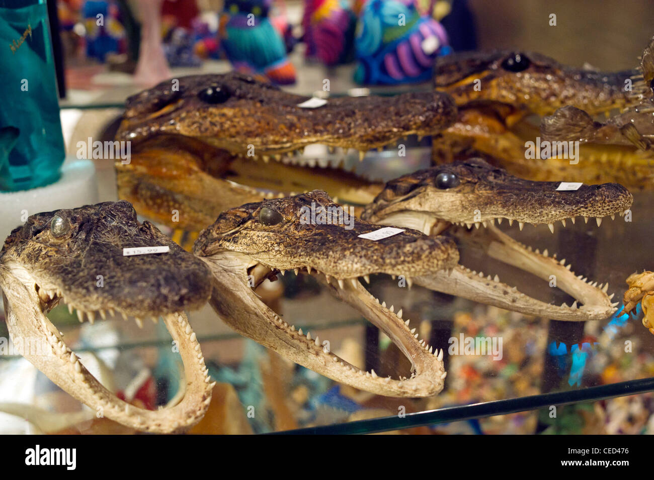 Alligator heads displayed for sale at a shop in Florida Stock Photo Alamy