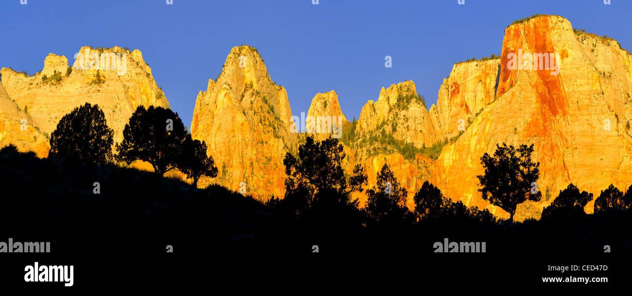 Silhouetted trees and Temple and Towers of the Virgin. Zion National Park, Utah Stock Photo