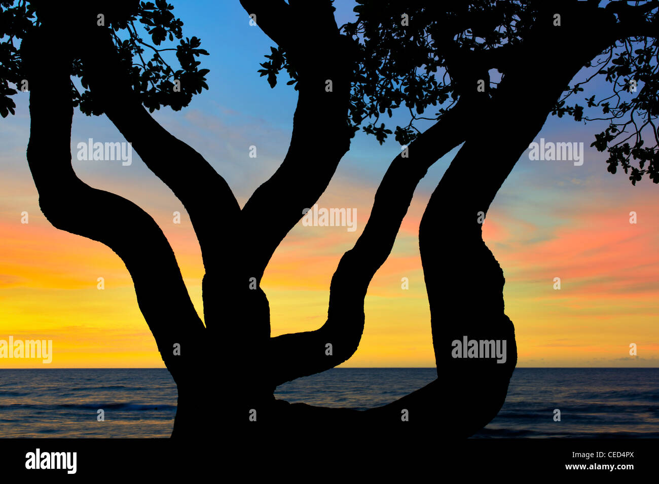 Branches of Heliotrope tree and sunset. Hawaii, The Big Island. Stock Photo