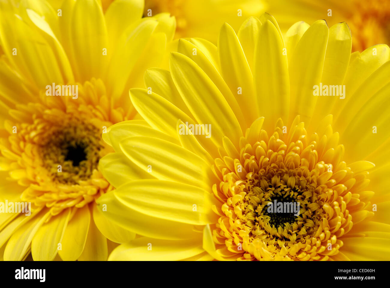 Yellow flowers background Stock Photo Alamy